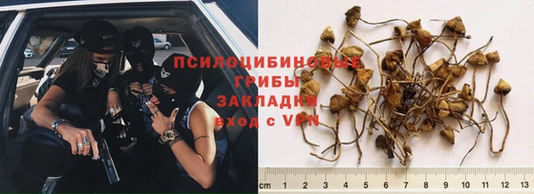 прущие грибы Инсар